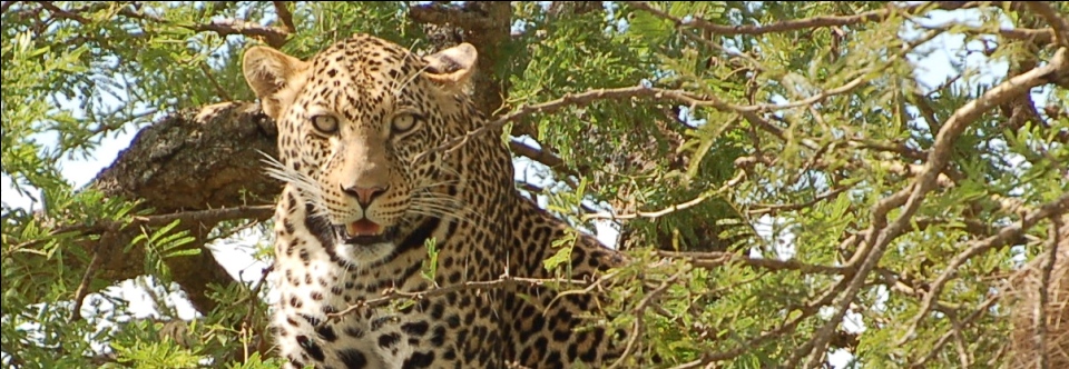 7 Day Program: Serengeti and Ngorongoro Safari