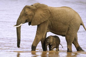 Ngorongoro Crater