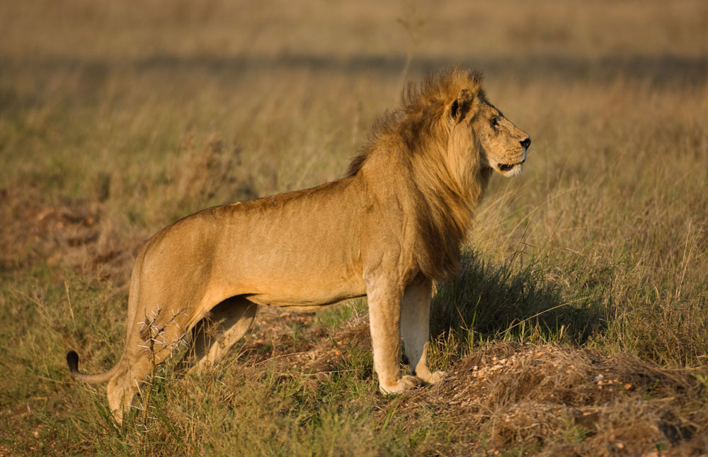 Mikumi National Park