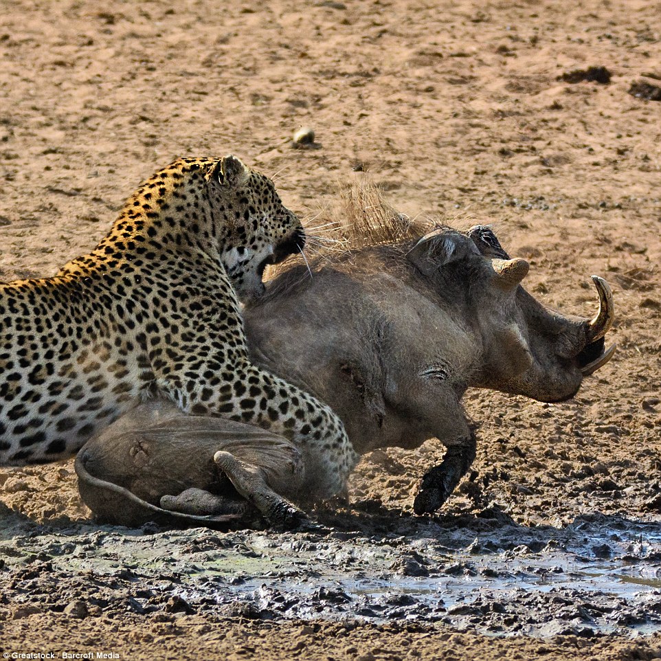 6 Day Camping Safari to Tarangire, Serengeti,Ngorongoro