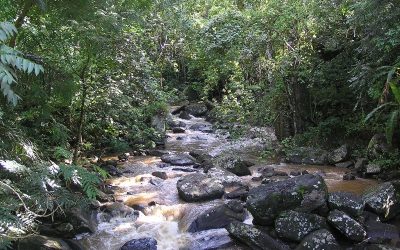 AMANI NATURE RESERVE