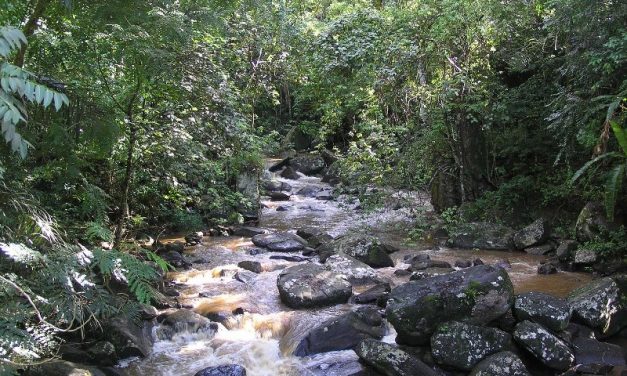 AMANI NATURE RESERVE