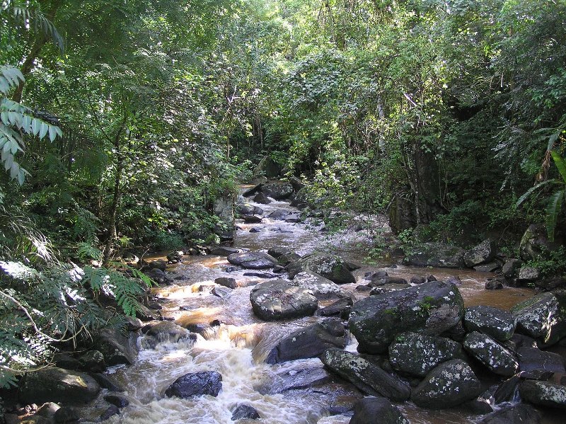 Amani-Nature-forest