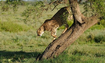 19 Days Mount Meru, Kilimanjaro Climb and Safari