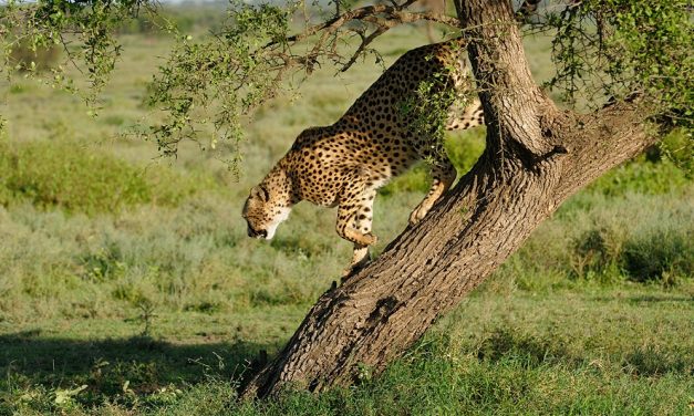 19 Days Mount Meru, Kilimanjaro Climb and Safari