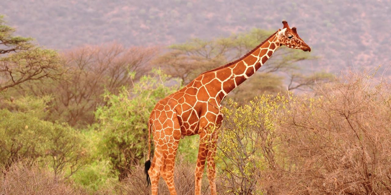 15 Days Safari in Kenya, Tanzania and Zanzibar Beach Holiday