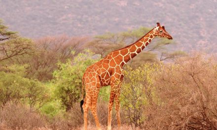 15 Days Safari in Kenya, Tanzania and Zanzibar Beach Holiday
