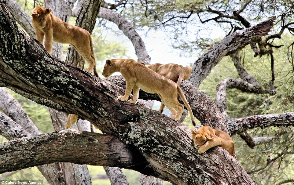 5 Days Safari and 7 Day Machame Climb