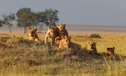 7 Day Safari in Masai Mara and Lake Nakuru