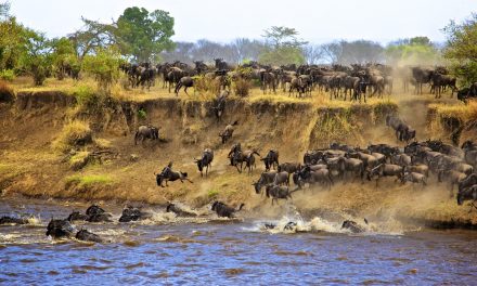 6 Days safari to Serengeti and Tarangire