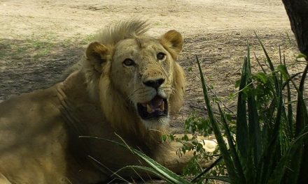 3 Days Tarangire -Ngororngoro Crater