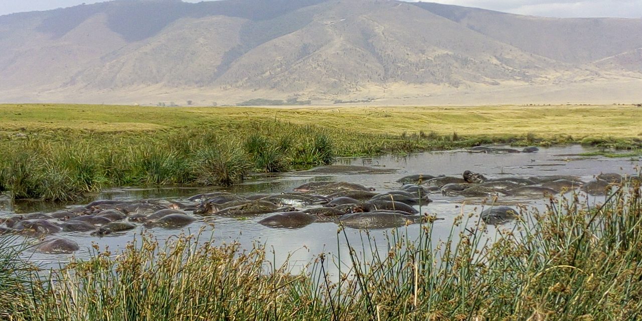 1 Day Tanzania Safari Tour /Ngorongoro, For Us$ 295/Person