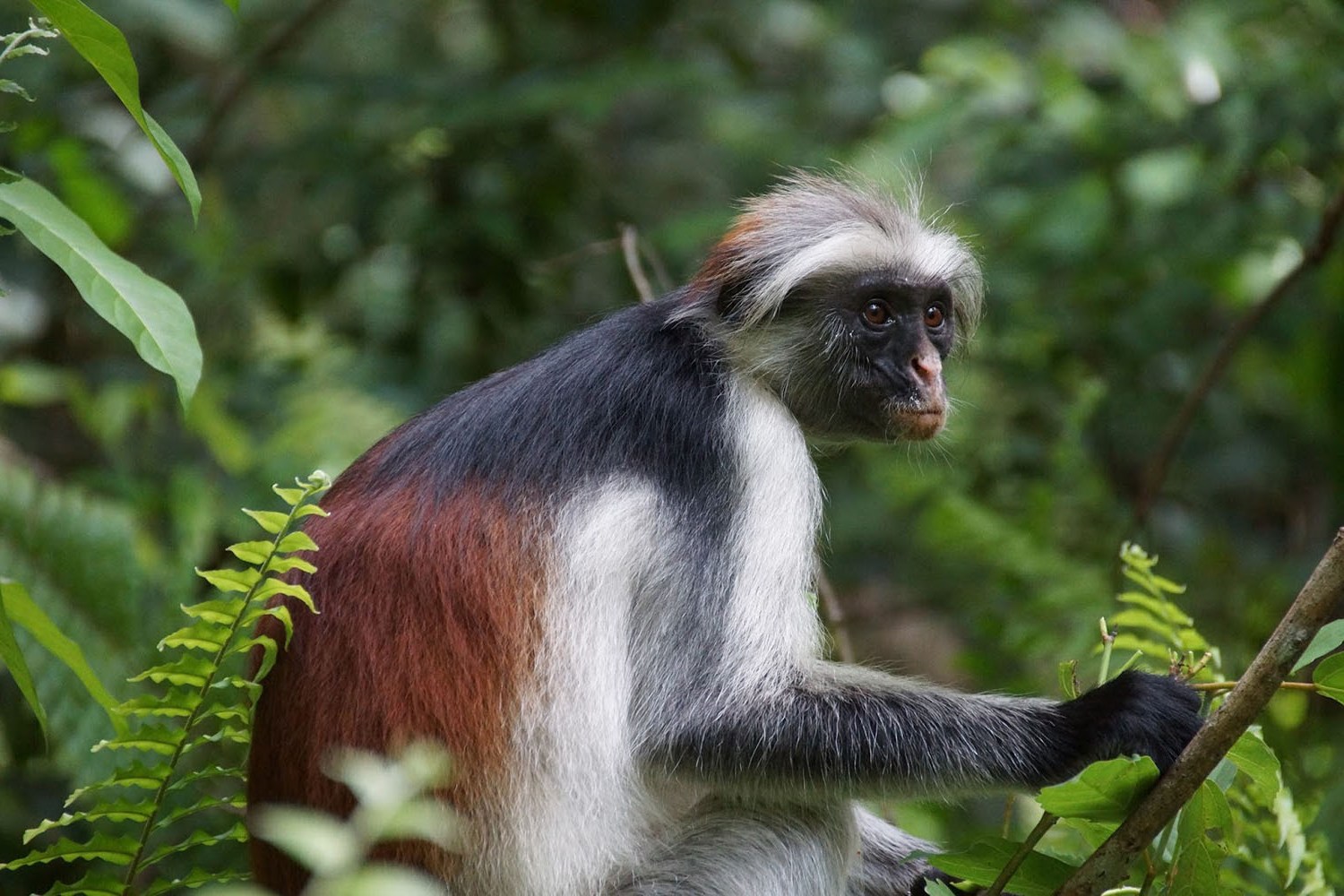Red Colobus Monkeys Only Found in Jozani Forest, Zanzibar