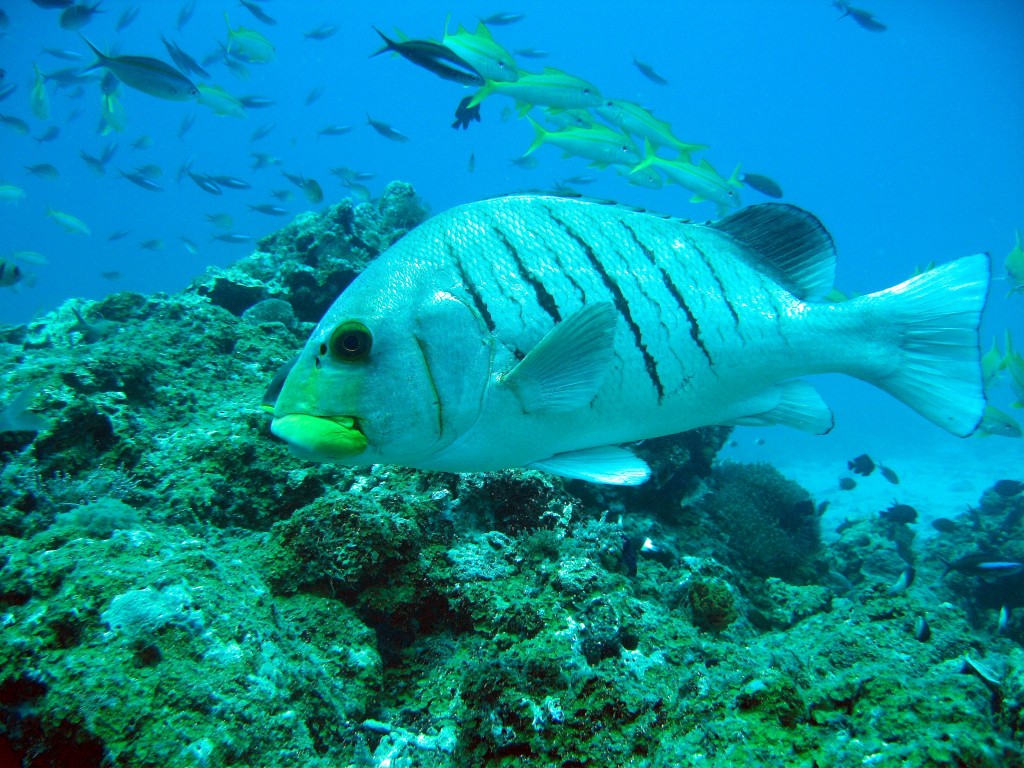 Snorkeling Program in Zanzibar