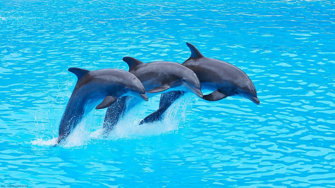 Swimming with Dolphins at Kizimkazi