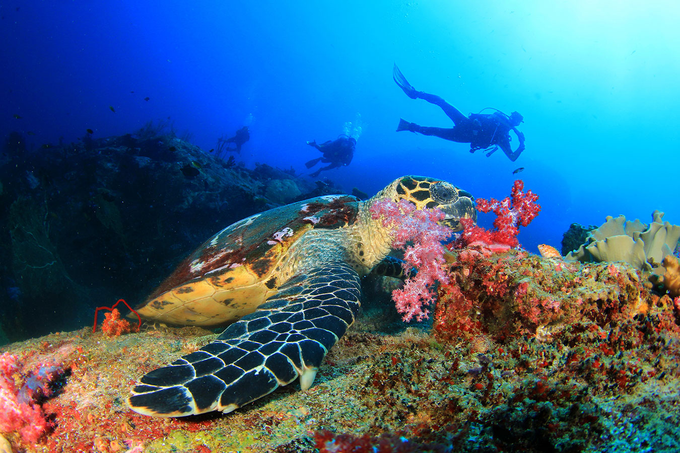 Scuba Diving, Zanzibar