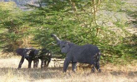 4 Day Tanzania Camping ,Serengeti and Ngorongoro Crater