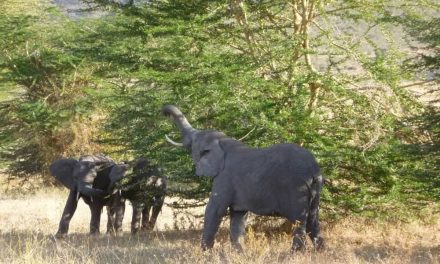 7 day Special Safari Africa Tanzania