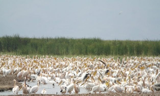 Lake Manyara National Park