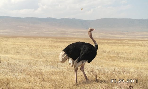 KITULO NATIONAL PARK
