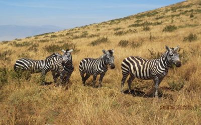 Saanane National Park  