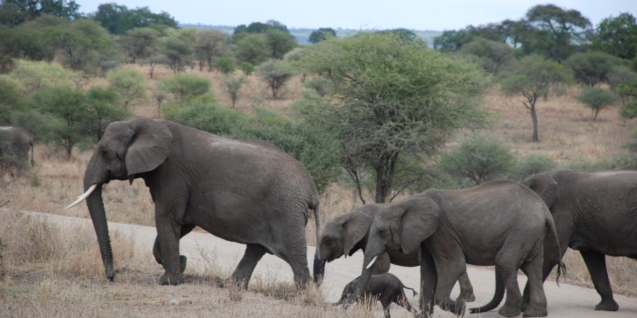 5 Day Lodging Safari to Manyara -Serengeti