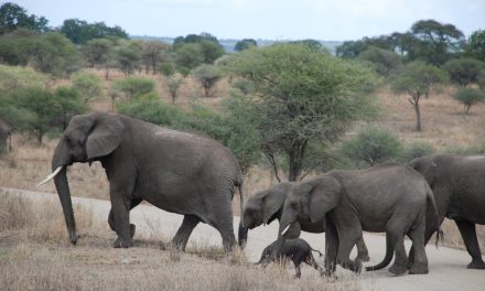 5 Day Lodging Safari to Manyara -Serengeti