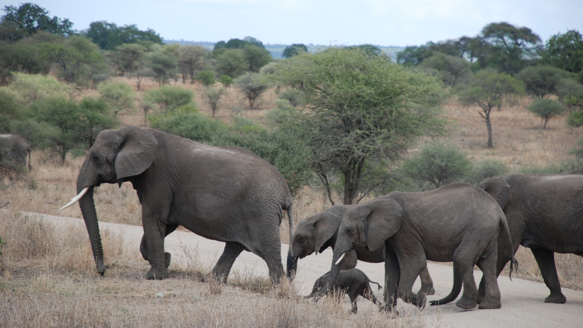 A family of Elephant matching inside Tarangire National Park, Tanzania