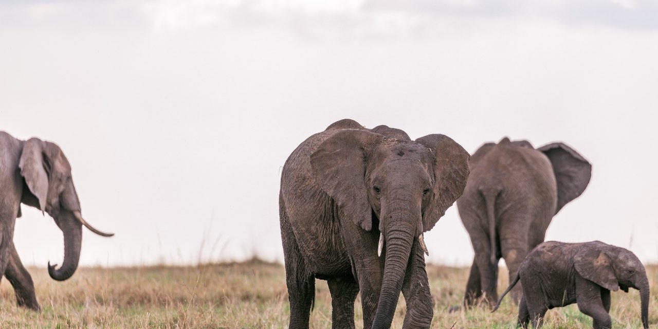 Tanzania Luxury Safari Tarangire and Manyara
