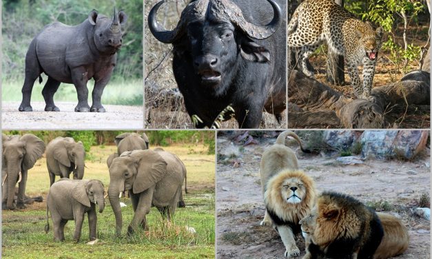 5-Day Big 5 Serengeti Tanzania Safari