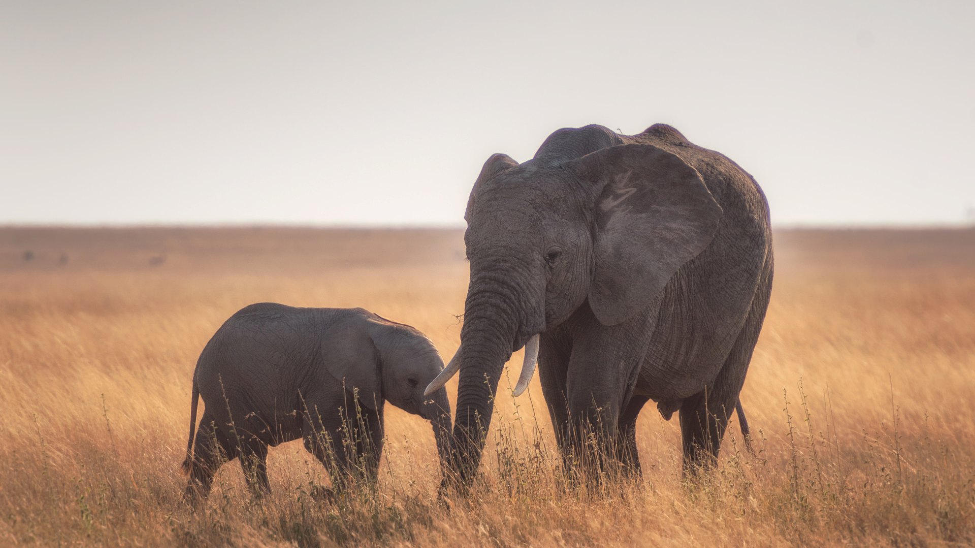 Elephant and Baby Elephant in Serengeti National Park