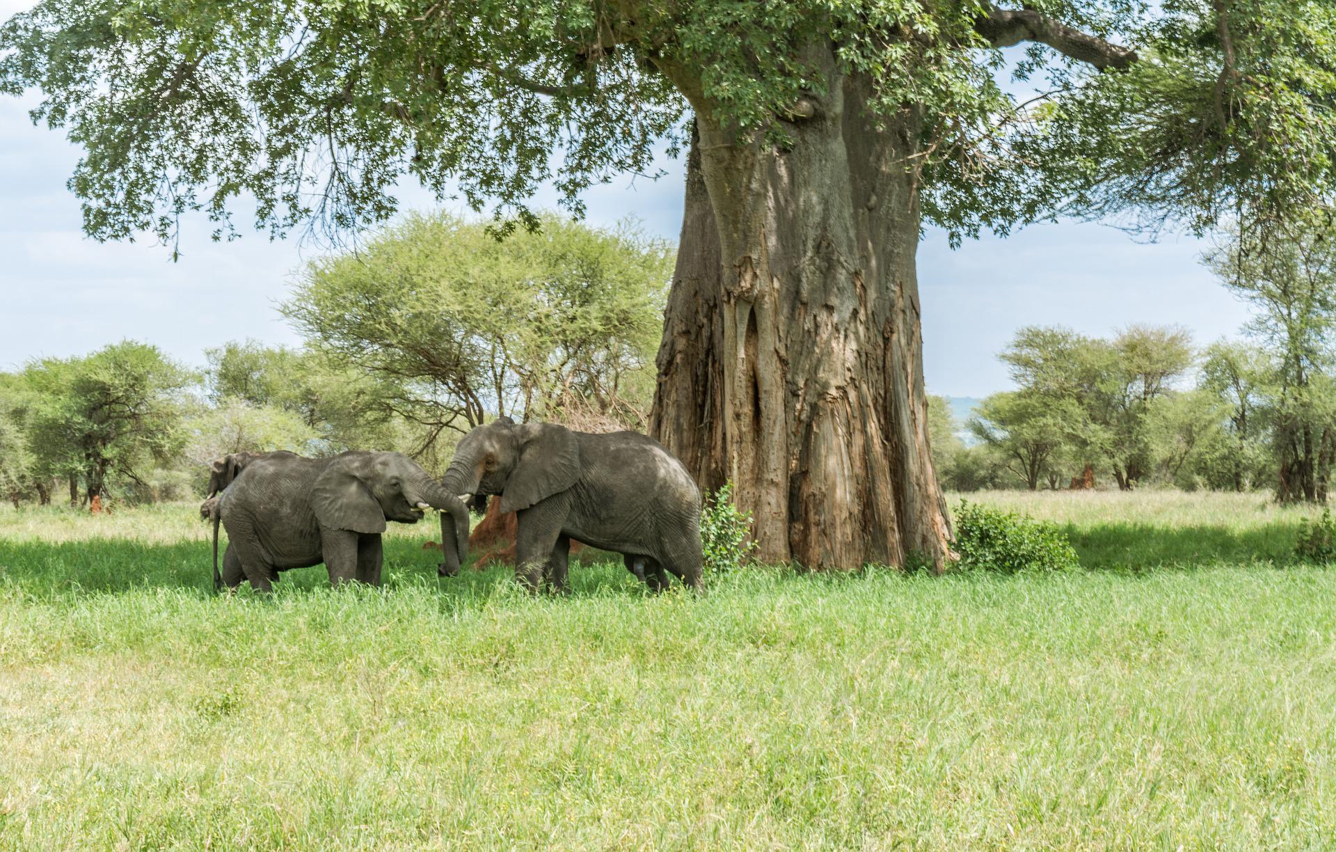 Elephants Under Baobab Tree in Tarangire National Park