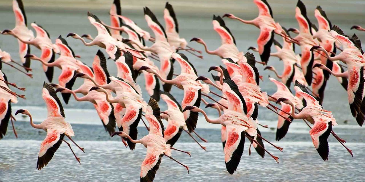 5 Day Tour to Manyara, Serengeti and Ngorongoro