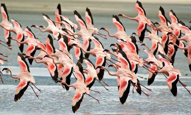 5 Day Tour to Manyara, Serengeti and Ngorongoro