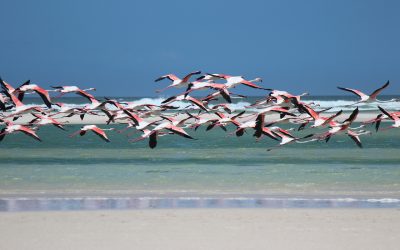 Best Time To Visit Lake Natron