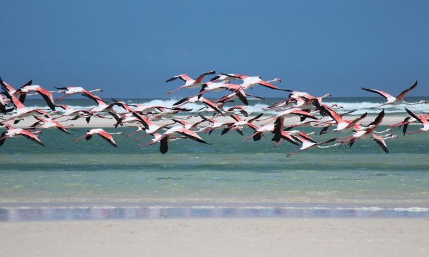 Best Time To Visit Lake Natron