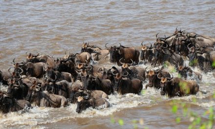 9 Day Serengeti Wildebeest Migration Safari