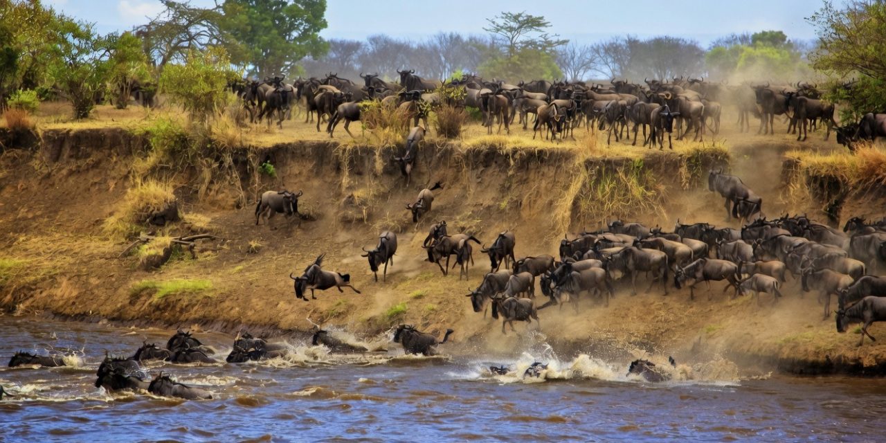10 Day Tour, Serengeti Wildebeest Migration