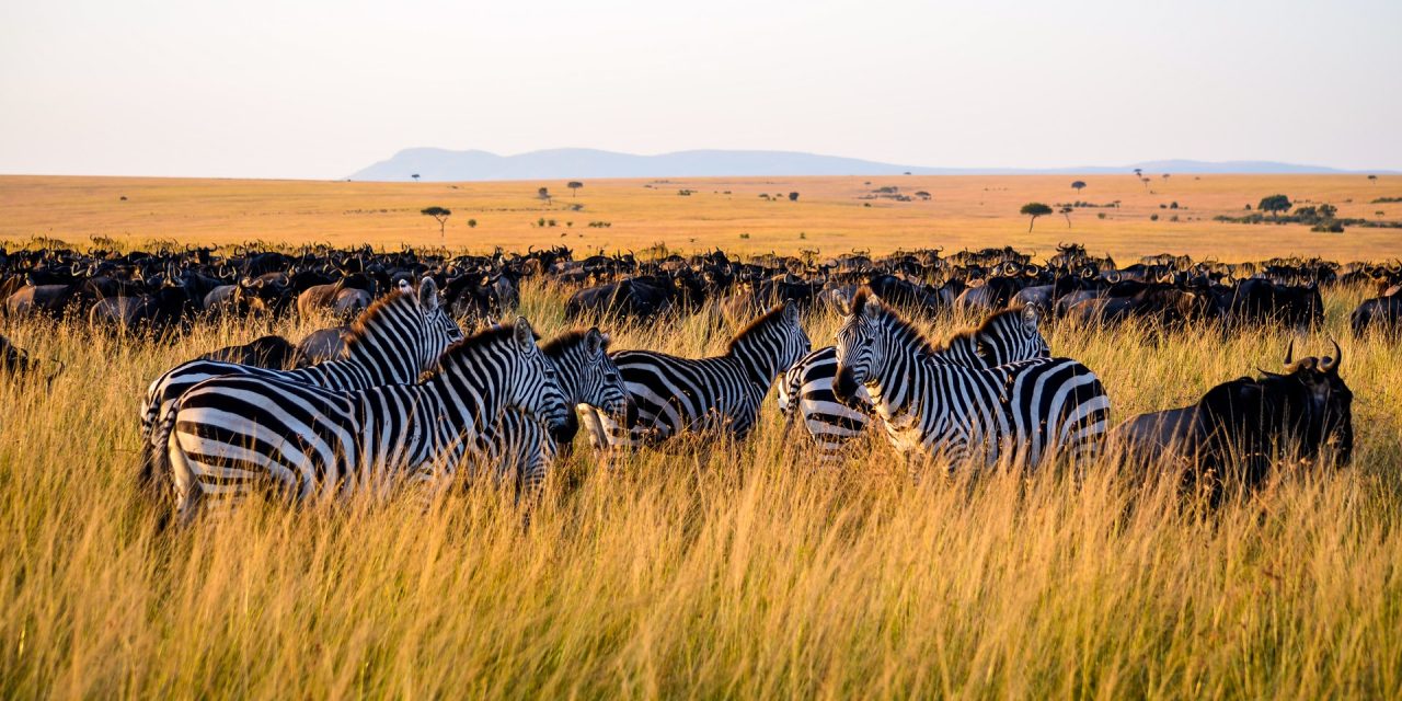 6 Day Tour to Serengeti and Ngorongoro