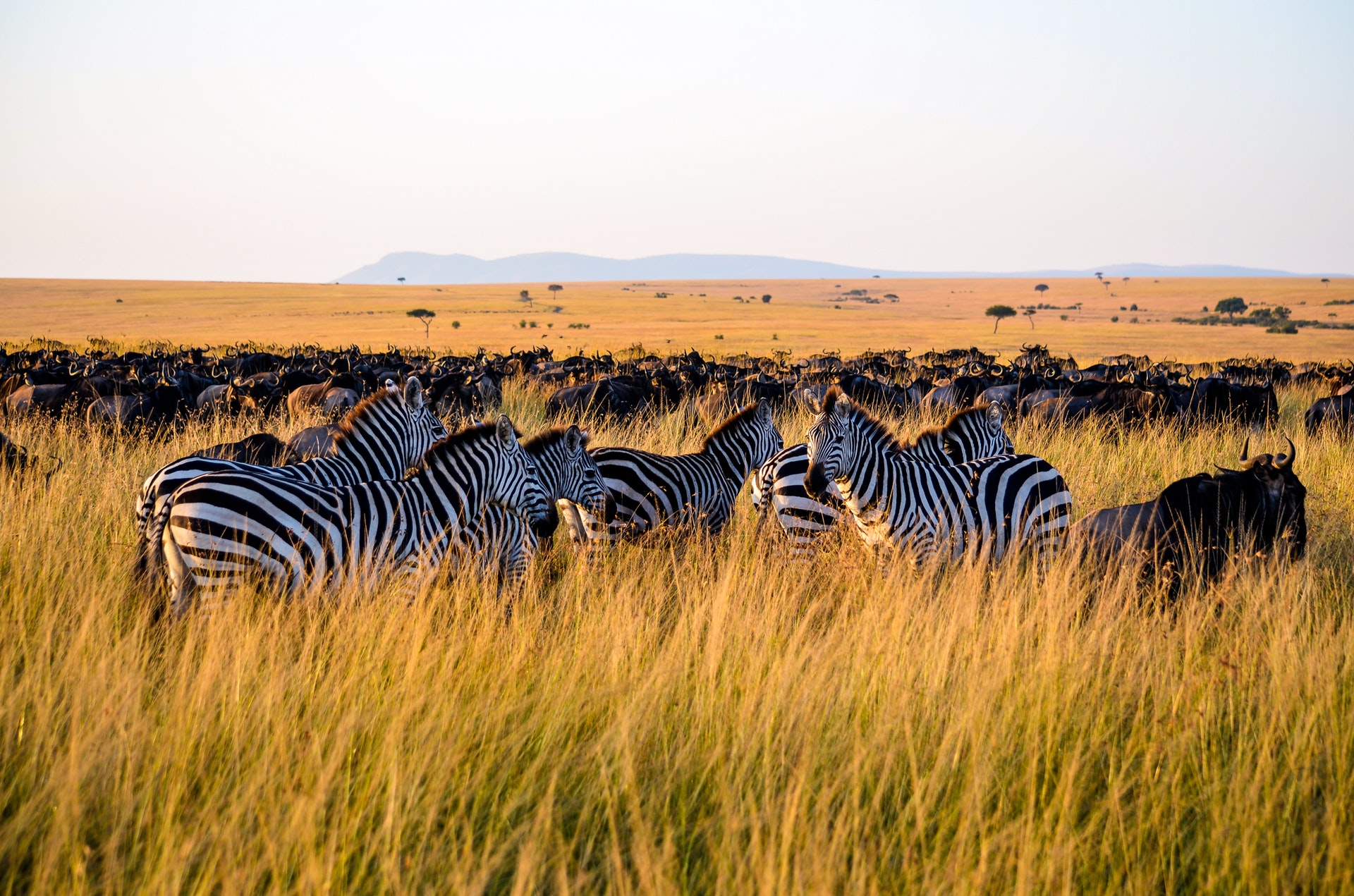 Zebras and Wildebeest in Serengeti