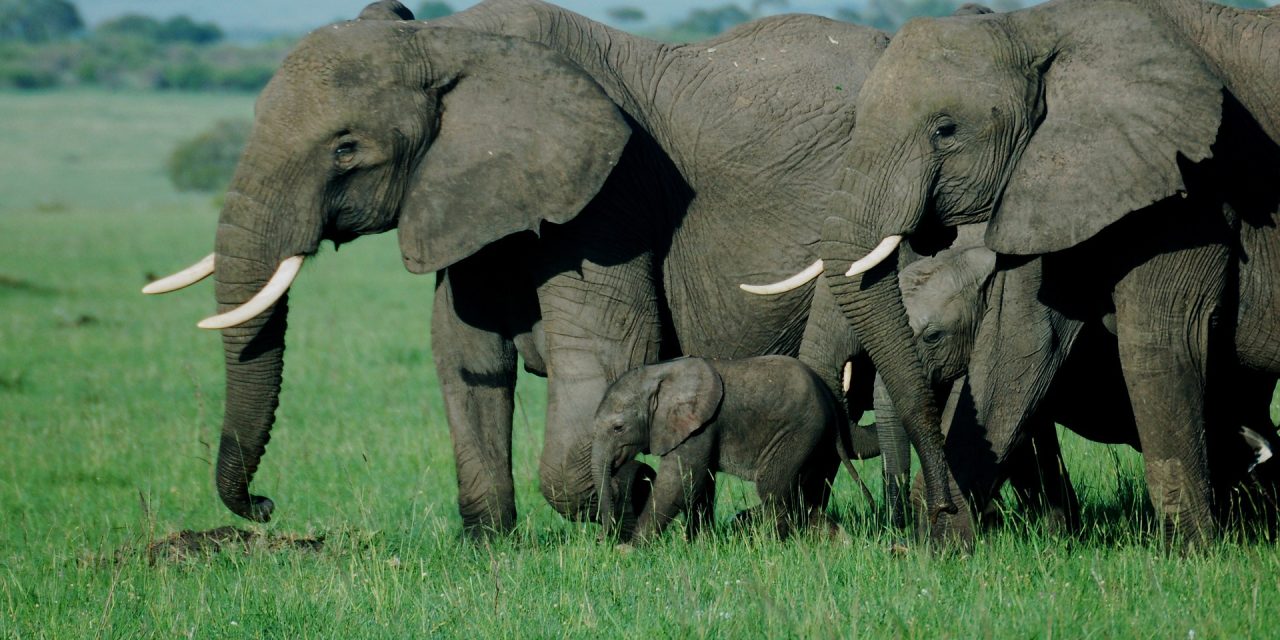 Masai Mara National Reserve