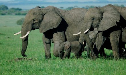 Masai Mara National Reserve
