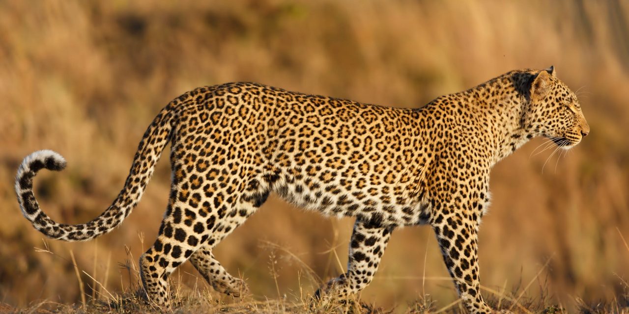 Ngorongoro Safari 6 Days