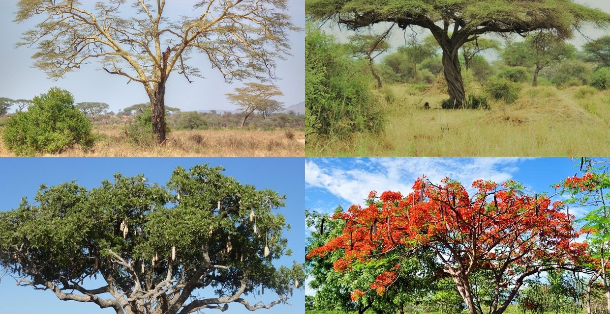 Tanzania Trees You May Frequently See While on Safari