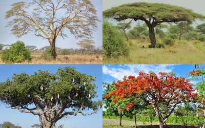 Tanzania Trees You May Frequently See While on Safari