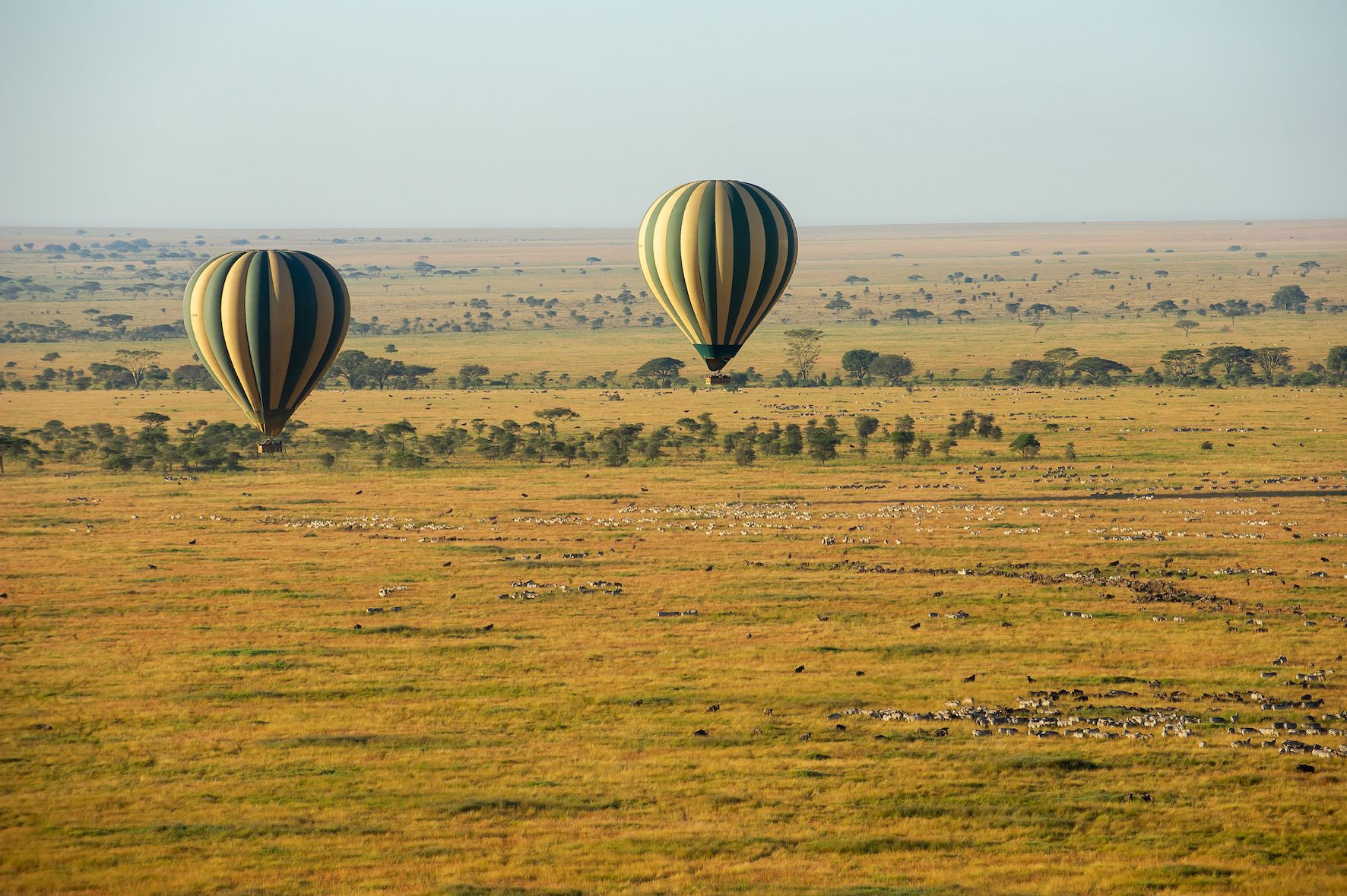 Safari from the sky
