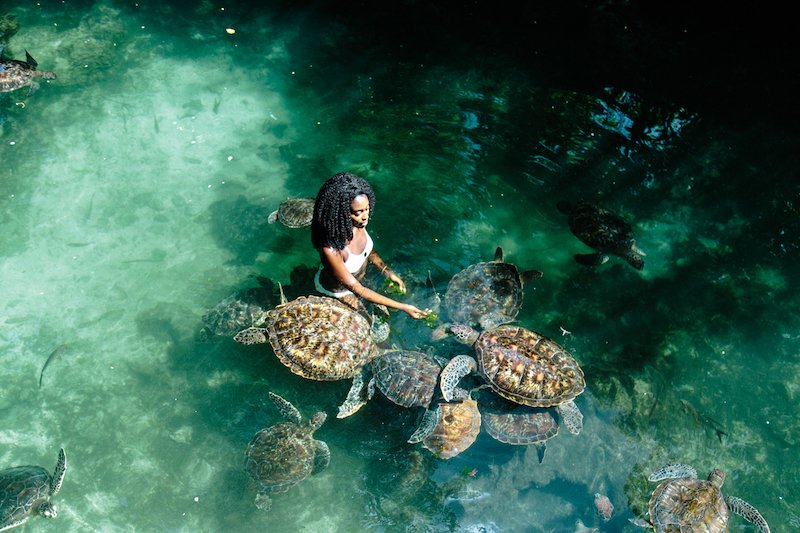 Swimming with Turtles